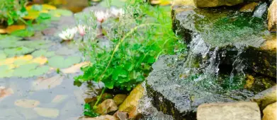 Bassins de jardin