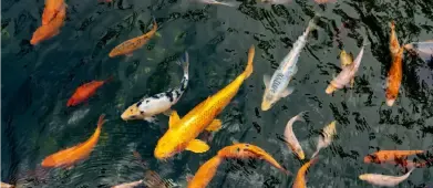 Aquaponie